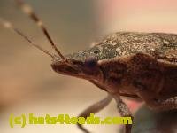 /home//u458753944/public_html/sourcegallery///////////////Insects and small critters/aphids cicadas lanternflies and true bugs (Hemiptera)/PC250034.JPG